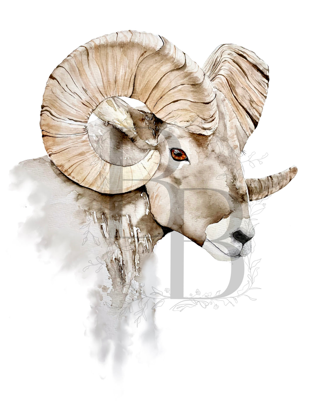 Bighorn Watercolor Print